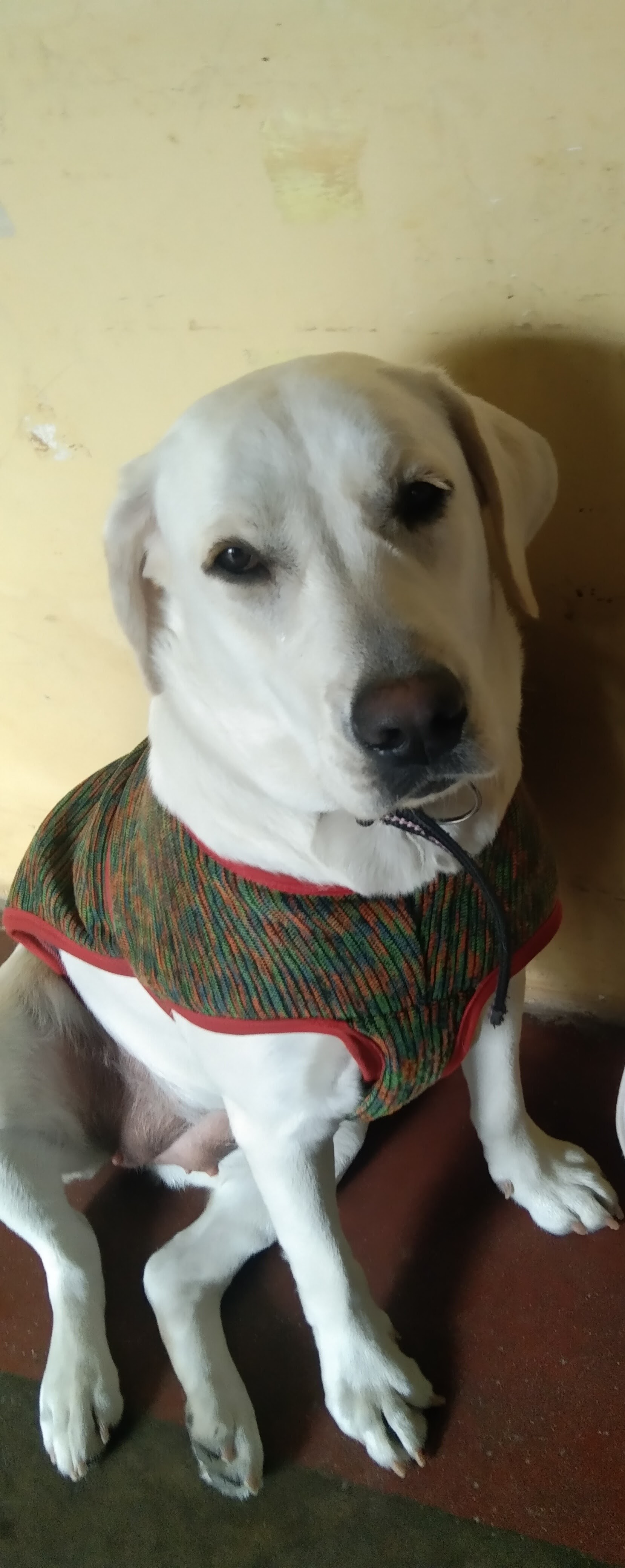 female dog sale